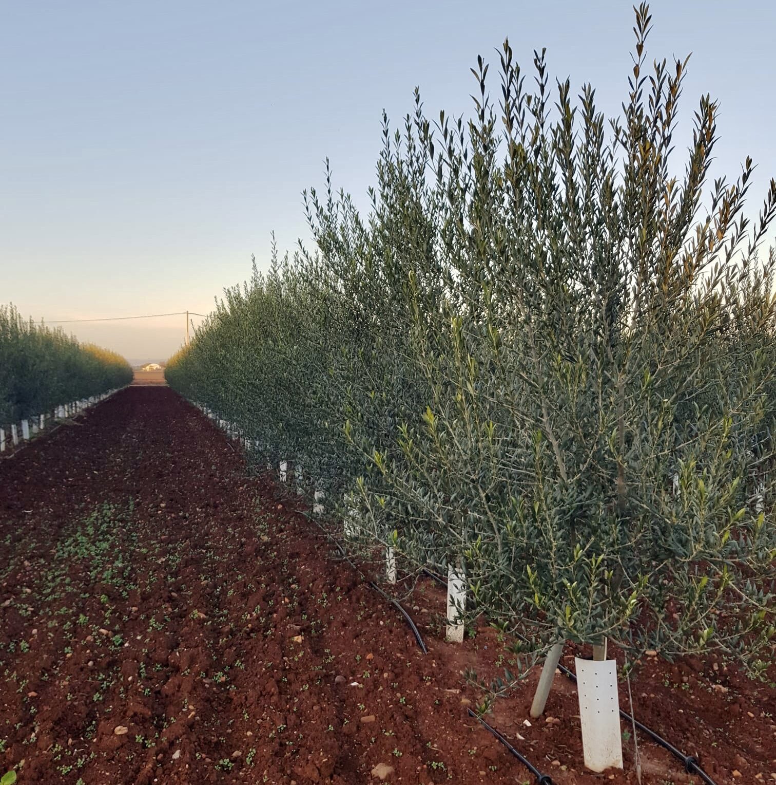 olivos